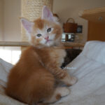 Maine Coon Kitten