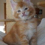 Maine Coon Kitten