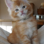 Maine Coon Kitten
