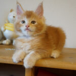 Maine Coon Kitten