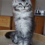 Maine Coon Kitten