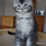 Maine Coon Kitten