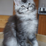 Maine Coon Kitten