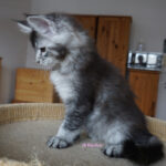 Maine Coon Kitten