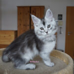 Maine Coon Kitten