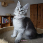 Maine Coon Kitten