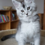 Maine Coon Kitten