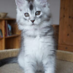 Maine Coon Kitten