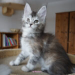 Maine Coon Kitten