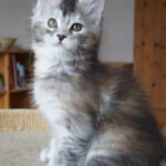 Maine Coon Kitten