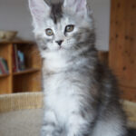 Maine Coon Kitten