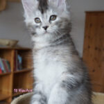 Maine Coon Kitten
