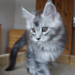 Maine Coon Kitten