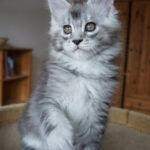 Maine Coon Kitten