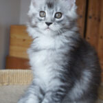 Maine Coon Kitten