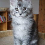 Maine Coon Kitten