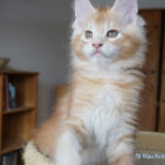 Maine Coon Kitten