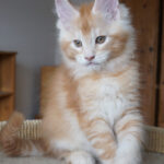 Maine Coon Kitten