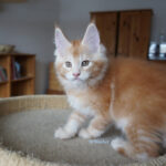 Maine Coon Kitten