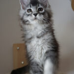 Maine Coon Kitten