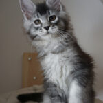 Maine Coon Kitten