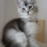 Maine Coon Kitten
