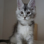 Maine Coon Kitten