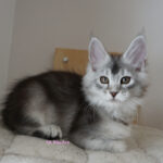 Maine Coon Kitten