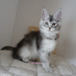 Maine Coon Kitten