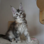 Maine Coon Kitten