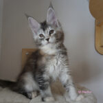 Maine Coon Kitten