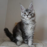 Maine Coon Kitten