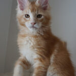 Maine Coon Kitten