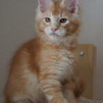 Maine Coon Kitten