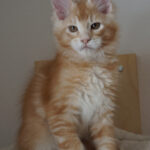 Maine Coon Kitten