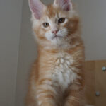 Maine Coon Kitten