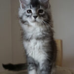 Maine Coon Kitten