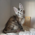 Maine Coon Kitten