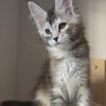 Maine Coon Kitten