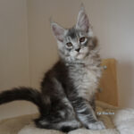 Maine Coon Kitten