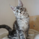 Maine Coon Kitten