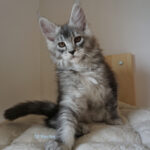 Maine Coon Kitten