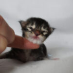 Maine Coon Kitten