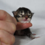 Maine Coon Kitten