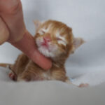 Maine Coon Kitten