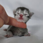 Maine Coon Kitten