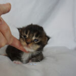 Maine Coon Kitten