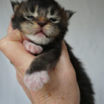 Maine Coon Kitten