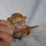 Maine Coon Kitten