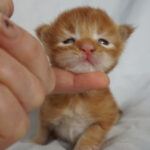Maine Coon Kitten